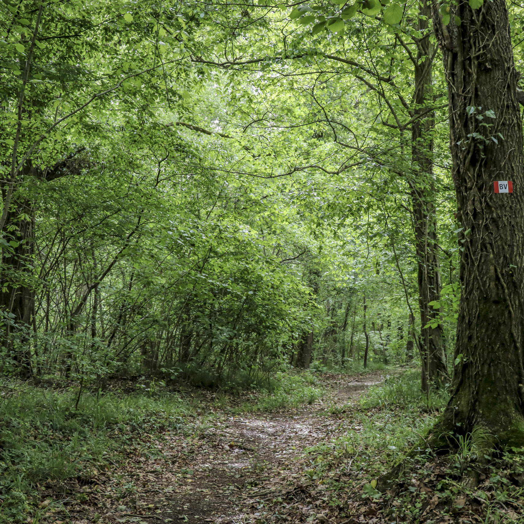 Bosco Vedro Parco del Ticino